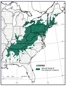 The American chestnut tree reigned over 200 million acres of eastern woodlands from Maine to Florida, and from the Piedmont plateau in the Carolinas west to the Ohio Valley, until succumbing to a lethal fungus infestation, known as the chestnut blight, during the first half of the 20th century. An estimated 4 billion American chestnuts, up to 1/4 of the hardwood tree population, grew within this range.